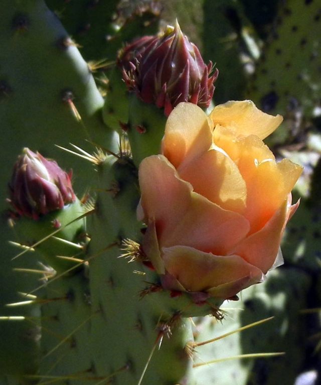 Pancho Villa Cactus